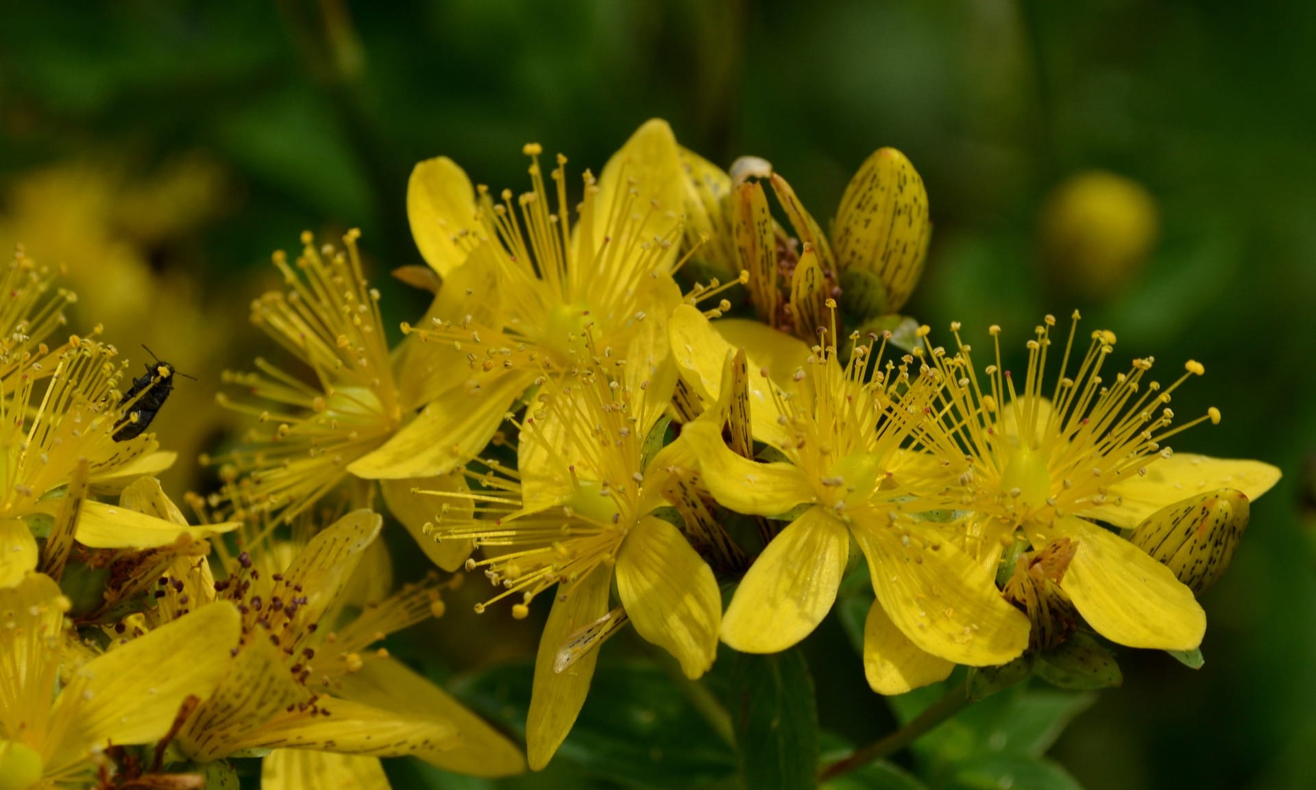 Johanniskraut Balsam