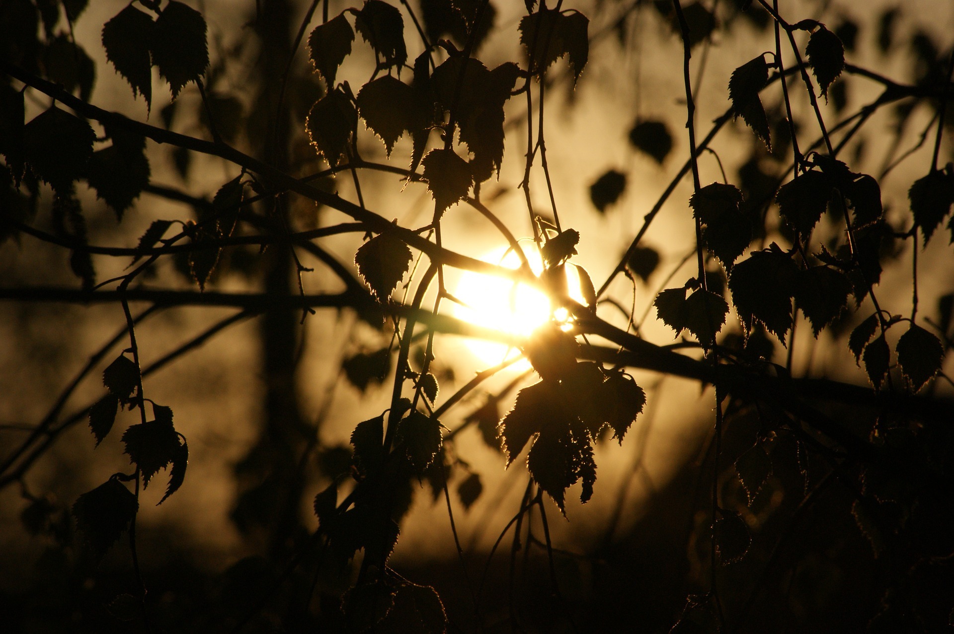 Birkenblätter im Sonnenlicht