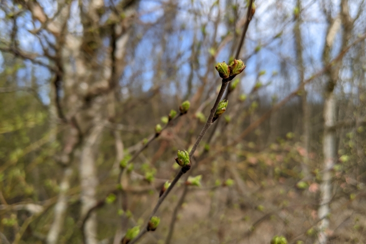 Frische Birkenknospen an Zweig