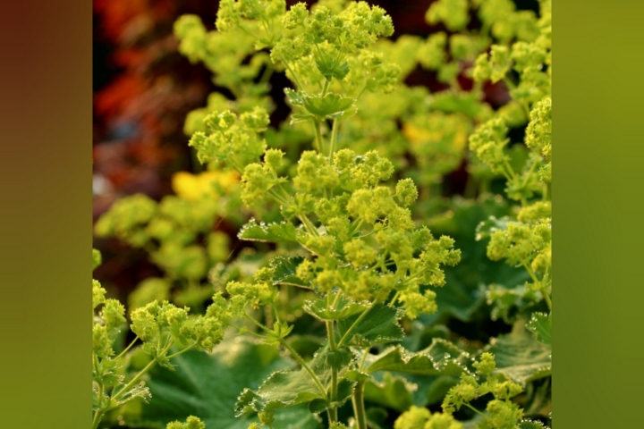 Pflanzengeist Alchemilla Frauenmantelblüten