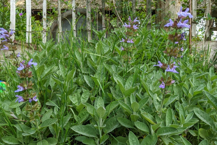 Salbei im wilden Hexengarten