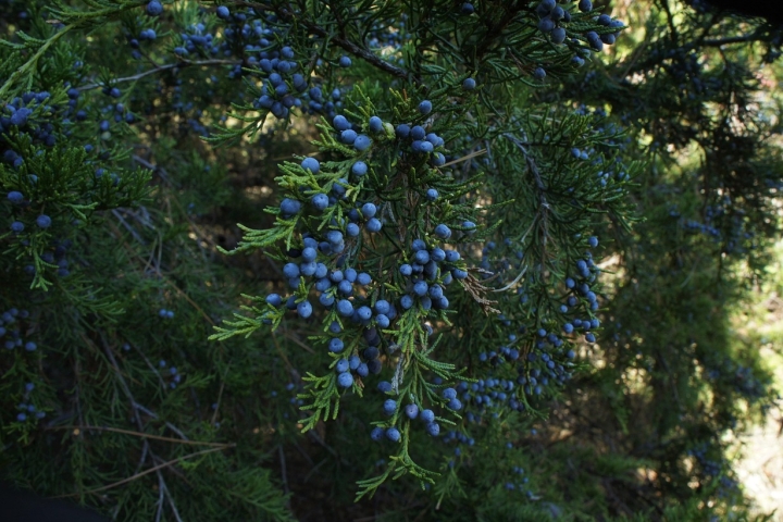 Wacholderbeeren